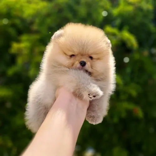 Ursinhos Anões parecem até pelúcia! Lulu da Pomerânia