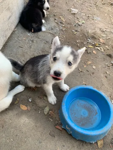 Filhote de Husk siberiano mestiço