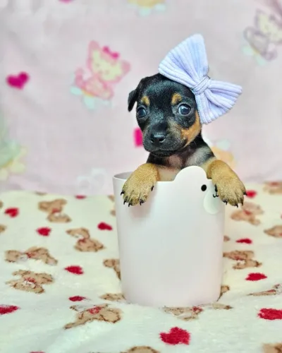 Pinscher/Pincher Cachorro Zero Lindo Macho e Fêmea com Pedigree São Paulo