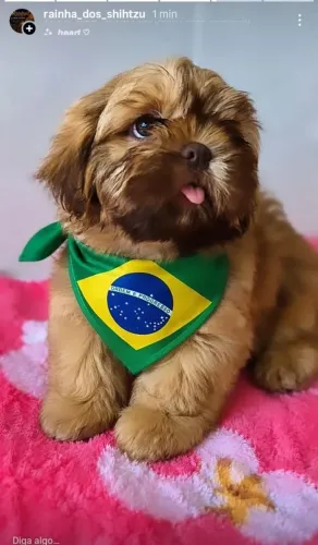 Filhotes de shih-tzu 