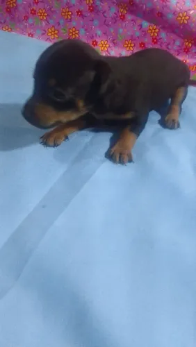 Filhote pinscher número 1