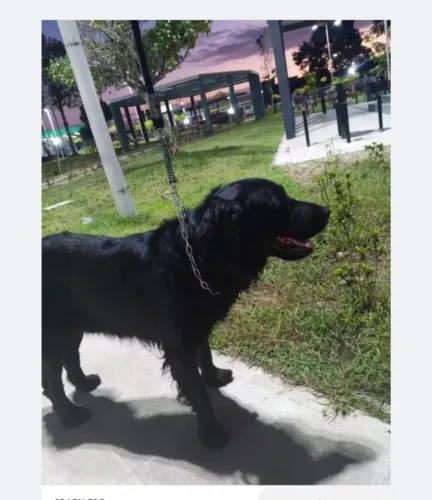 Doação responsavel de golden com labrador