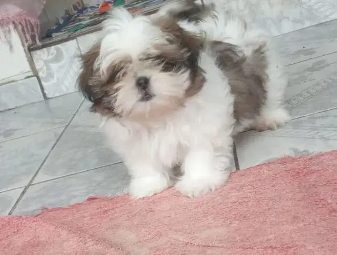 Filhote Shih Tzu