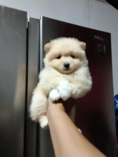 spitz alemão macho 