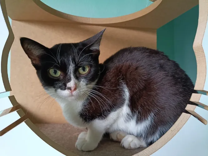 Doação de linda gatinha