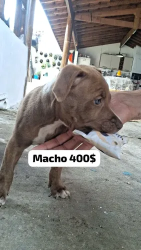 Filhotes de Pit Bull
