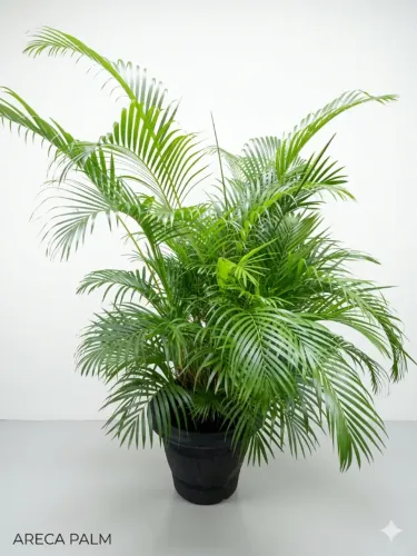 Vendo Plantas Ornamentais Naturais