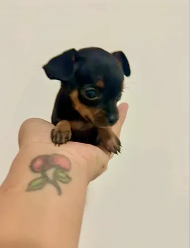 Pinscher zero fêmea