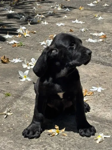 Fila Brasileiro