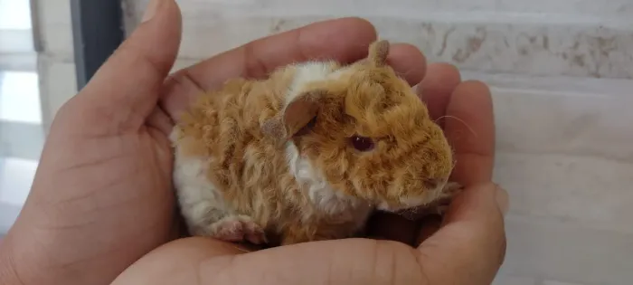 PORQUINHO DA ÍNDIA DISPONÍVEL