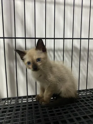 Gato para adoção