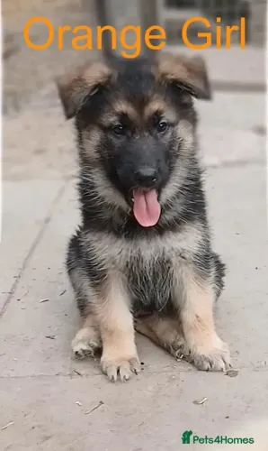 Cachorro filhote Pastor Alemão saudável de ótima genética dócil com saúde