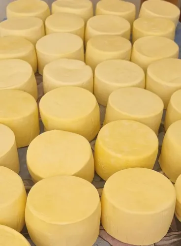 Queijo curado ( Só no Atacado )