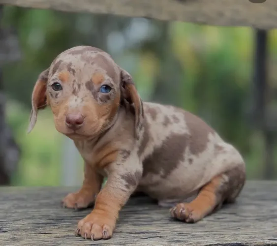 Filhote macho Dachshund  