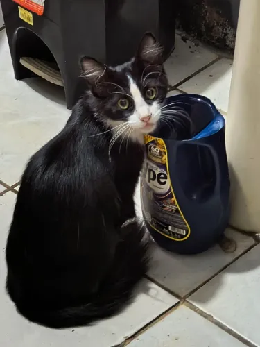 Gato macho tipo Frajola 