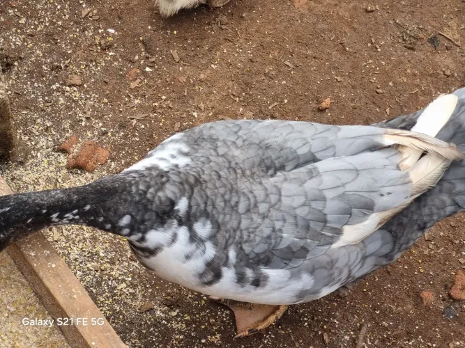 Terno Pato raça gigante alemão cor pampa lavanda