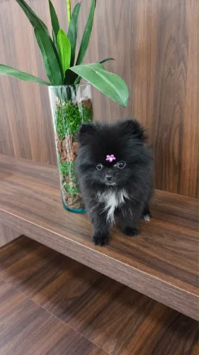 Spitz alemão/ Lulu da pomerania 