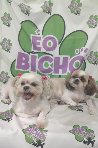 Doação Amora e Zoe