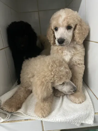 Filhotes de poodle gigante 