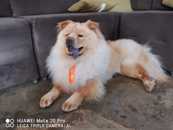 Chow Chow macho puro disponível para cruzar