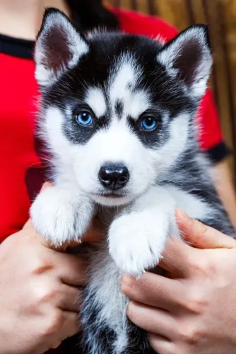 Husky Siberiano Um laço que se constrói com cuidado