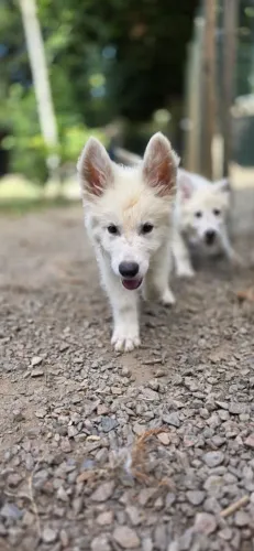 Filhotes de Pastor Branco Suíço à venda R$3.000,00