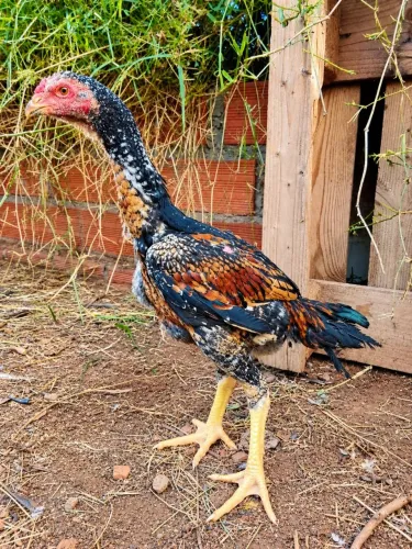 Índio gigante 