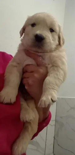 Doação filhote de golden