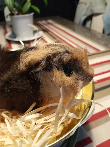 Porquinho da Índia