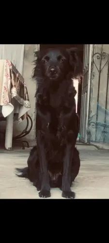 Doa-se cachorra fêmea 