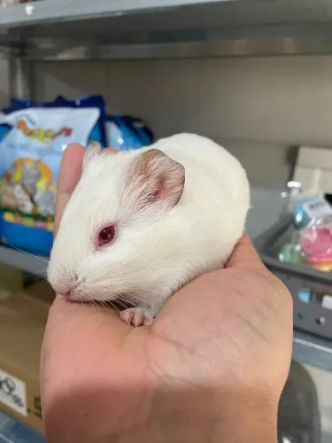 Porquinho da índia