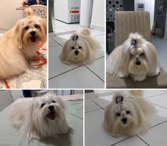 Lhasa Apso