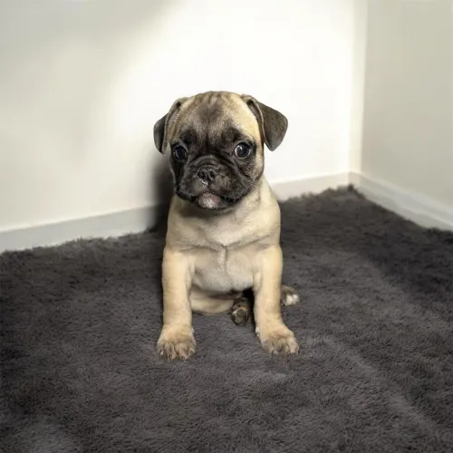Filhote Pug macho 