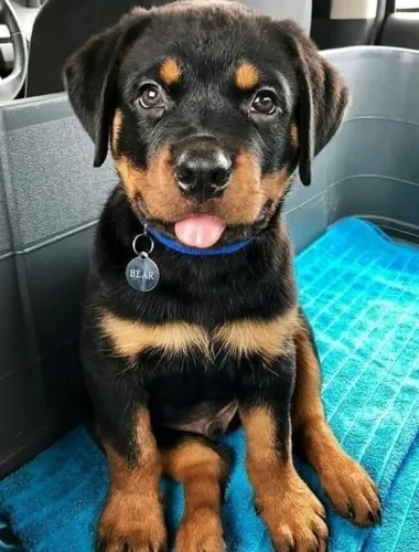 Rottweiler Olhar Que Transmite Verdade
