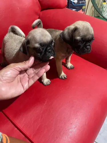 Pug filhotes