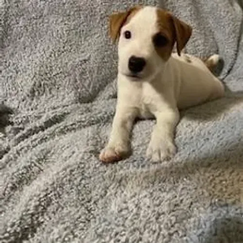Jack Russell Terrier,Jack Russell Terrier Filhote Disponível Alta Qualidade
