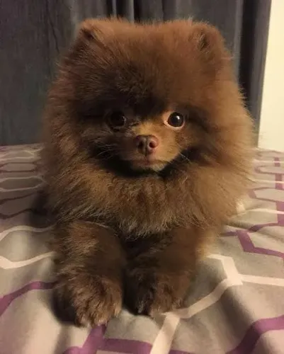 Spitz alemão Escolha um filhotinho para chamar de seu