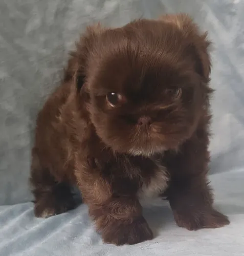 Lindo machinho  de Shitzu disponível 