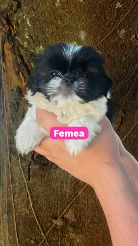 Shitzu encantador esperando seu novo lar