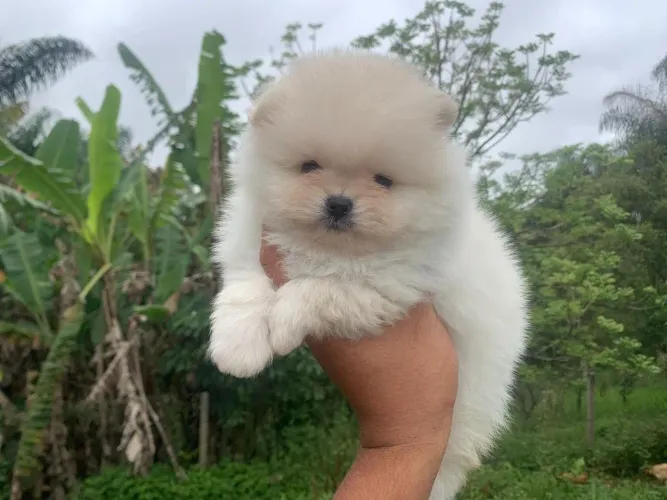 Lulu da Pomerânia