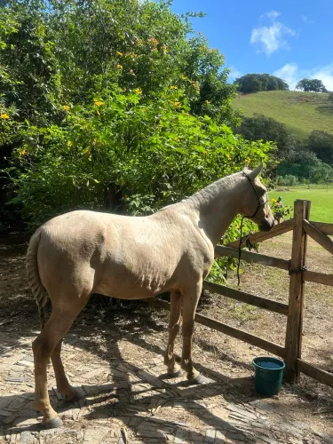 Cavalo castrado