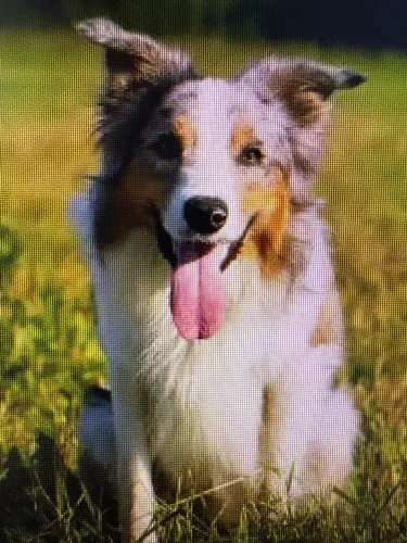 PROCURO BORDER COLLIE FILHOTE