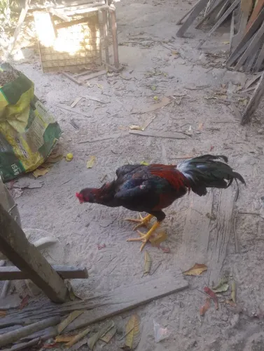 Vendo frango caboclo de 7 meses um fogo ? valor 300.