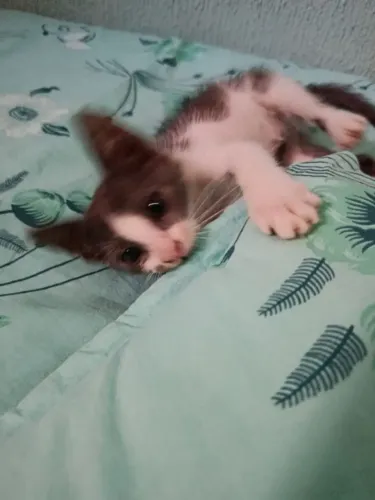 Filhote de gato fêmea para doação