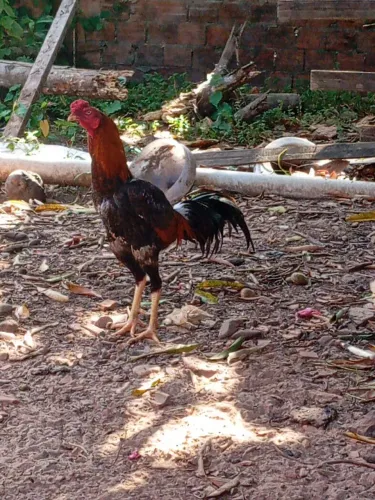 Vende-se esse dois galos
