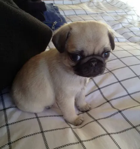 Pug Alguns olhares simplesmente encontram a gente