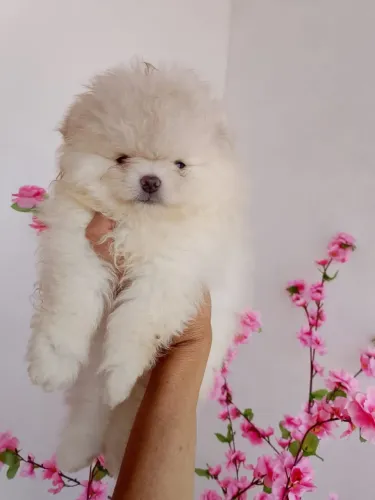 Filhotes de Lulu da Pomeranea