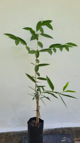 Mudas de ameixa da pedra.