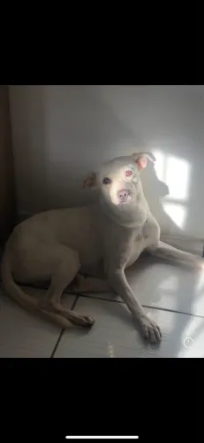 Doação de Vira-Lata macho.