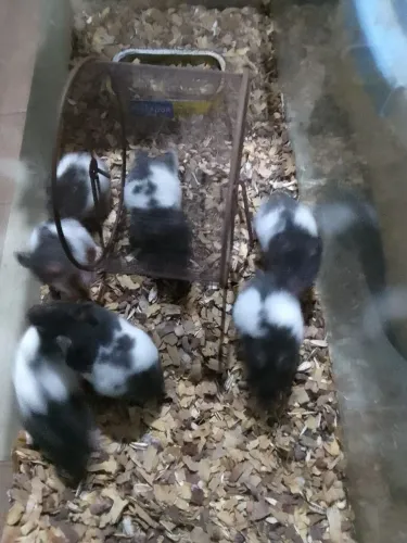 Vendo filhonte ramister cirio panda
